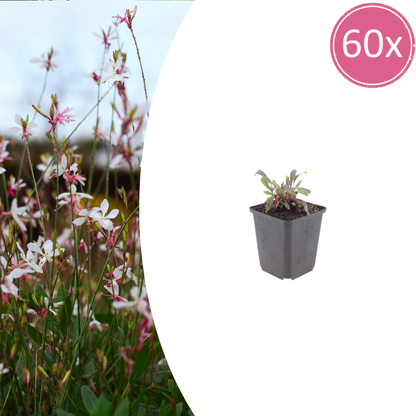 Gaura lindheimeri Siskiyou Pink – 60 Pflanzen – Ø9cm – Höhe 10-25cm – Prachtkerze – Kräftig rosafarbene Blüten – Für Beet, Präriegarten & Kübel