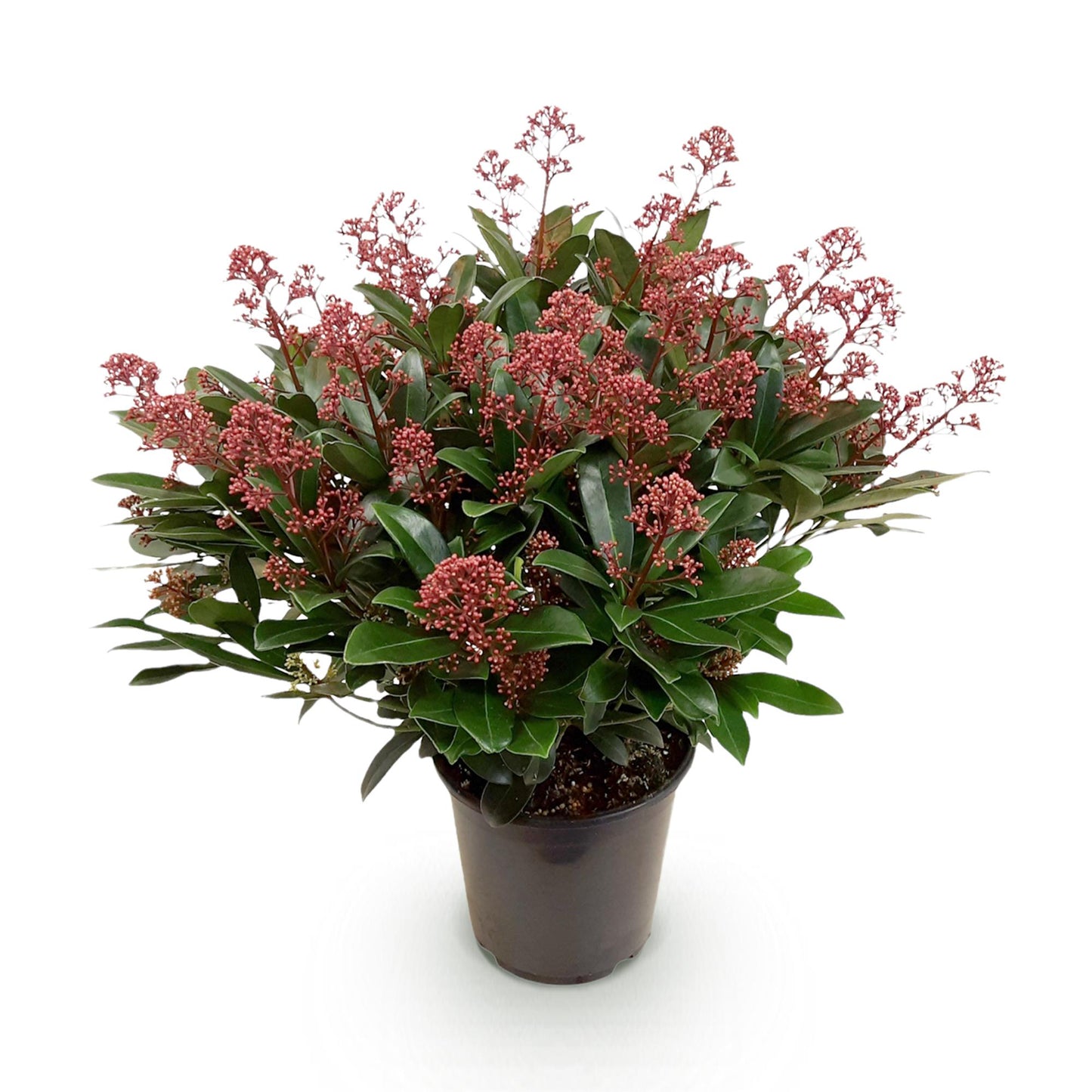GreenboutiQ - Terrassenpflanze - Skimmia japonica Rubella - Blüte Rot - 40+ Blüten - 1 Pflanze - Winterhart - Topf 19cm Höhe 60cm 