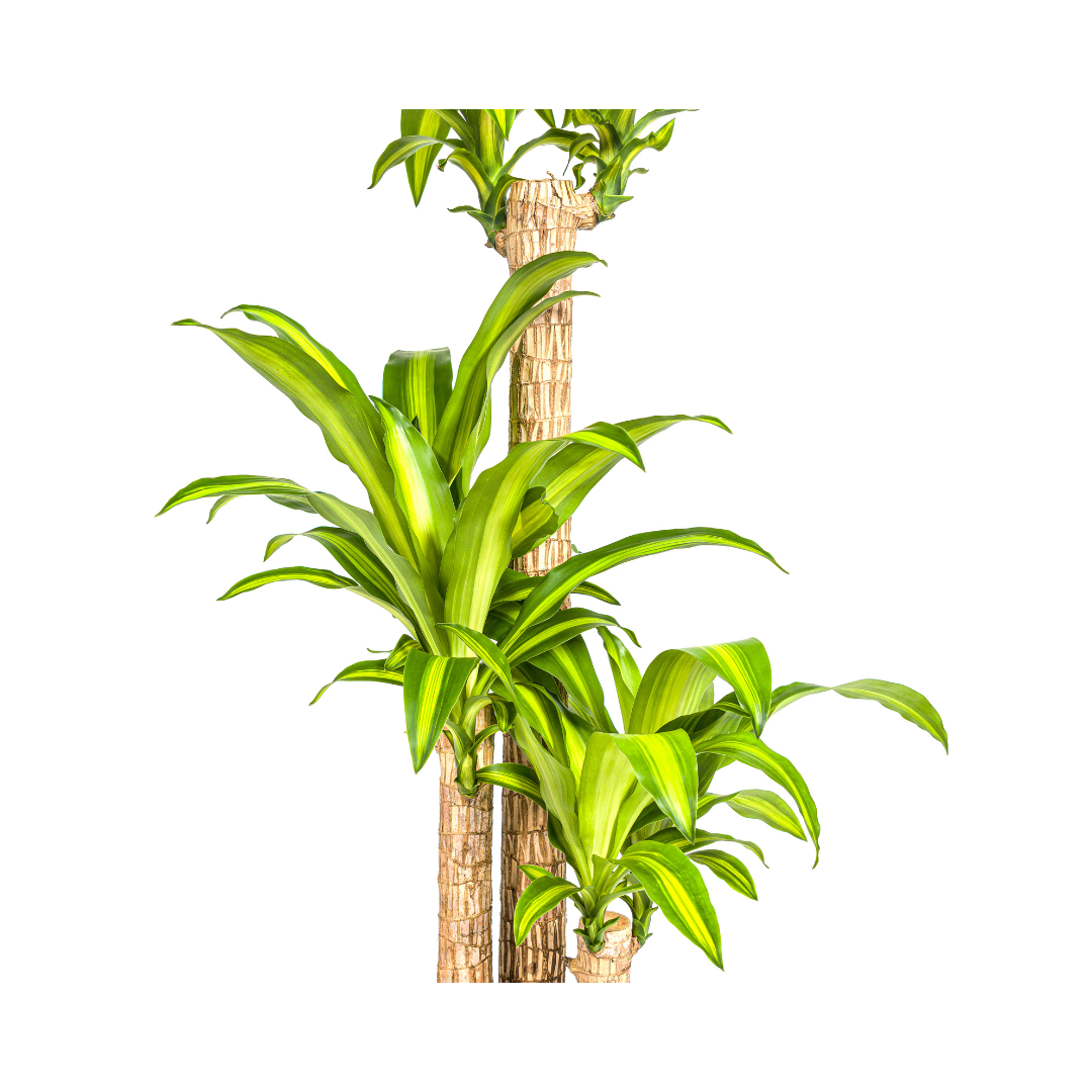 Dracaena Fragrans Massangeana – Drachenbaum – Ø24 cm – ↕130-150 cm – Zimmerpflanze – Tropisches Grün – Pflegeleicht & dekorativ 