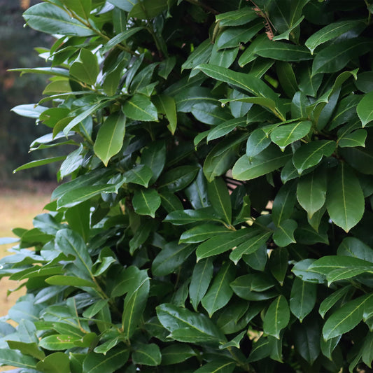 Kirschlorbeer Prunus laurocerasus Novita – Heckenpflanze – Blatt grün – 6 Pflanzen – 1  laufender Meter – Immergrün – 17 cm Höhe 50 cm – Winterhart & Pflegeleicht 