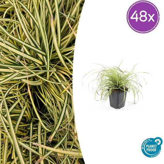 Carex oshimensis 'Evergold' – 48 Pflanzen – ↕10-25 cm – Ø9 cm – Winterhartes Ziergras – Bodendecker für schattige Gärten 