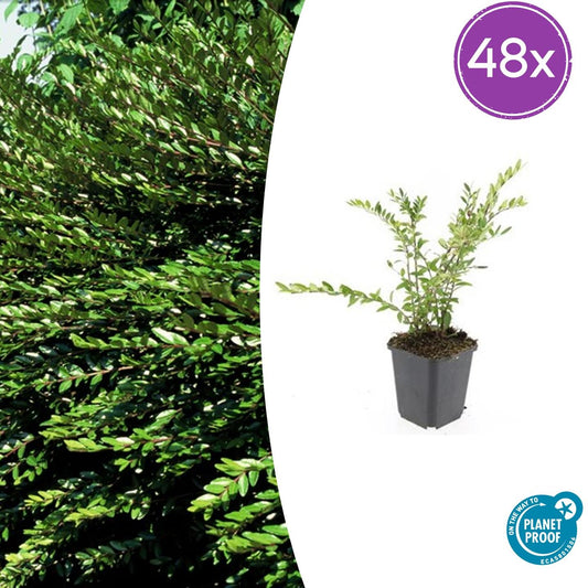 Lonicera pileata 'Purple Pearl' – 48 Pflanzen – ↕10-25cm – Ø9cm – Immergrüner Bodendecker – Sonne & Halbschatten – Pflegeleicht – Beete & Töpfe
