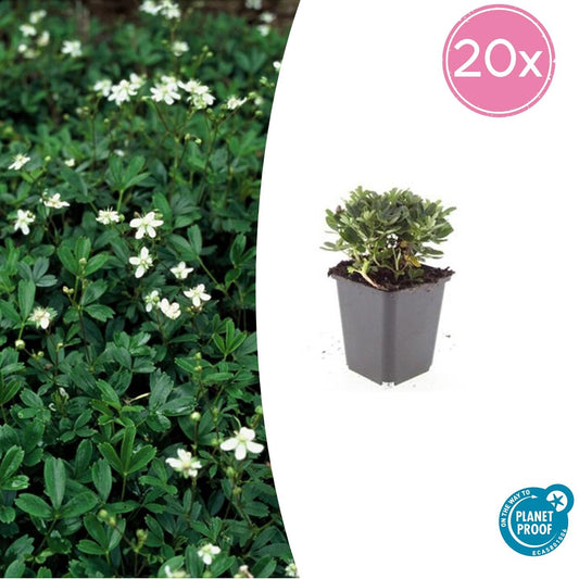 Fingerstrauch Potentilla tridentata 'Nuuk' – ↕10-25cm – Ø9cm – 20 Pflanzen – Immergrün – Winterhart – Weiß blühend – Bodendecker – Sonnig bis Halbschatten