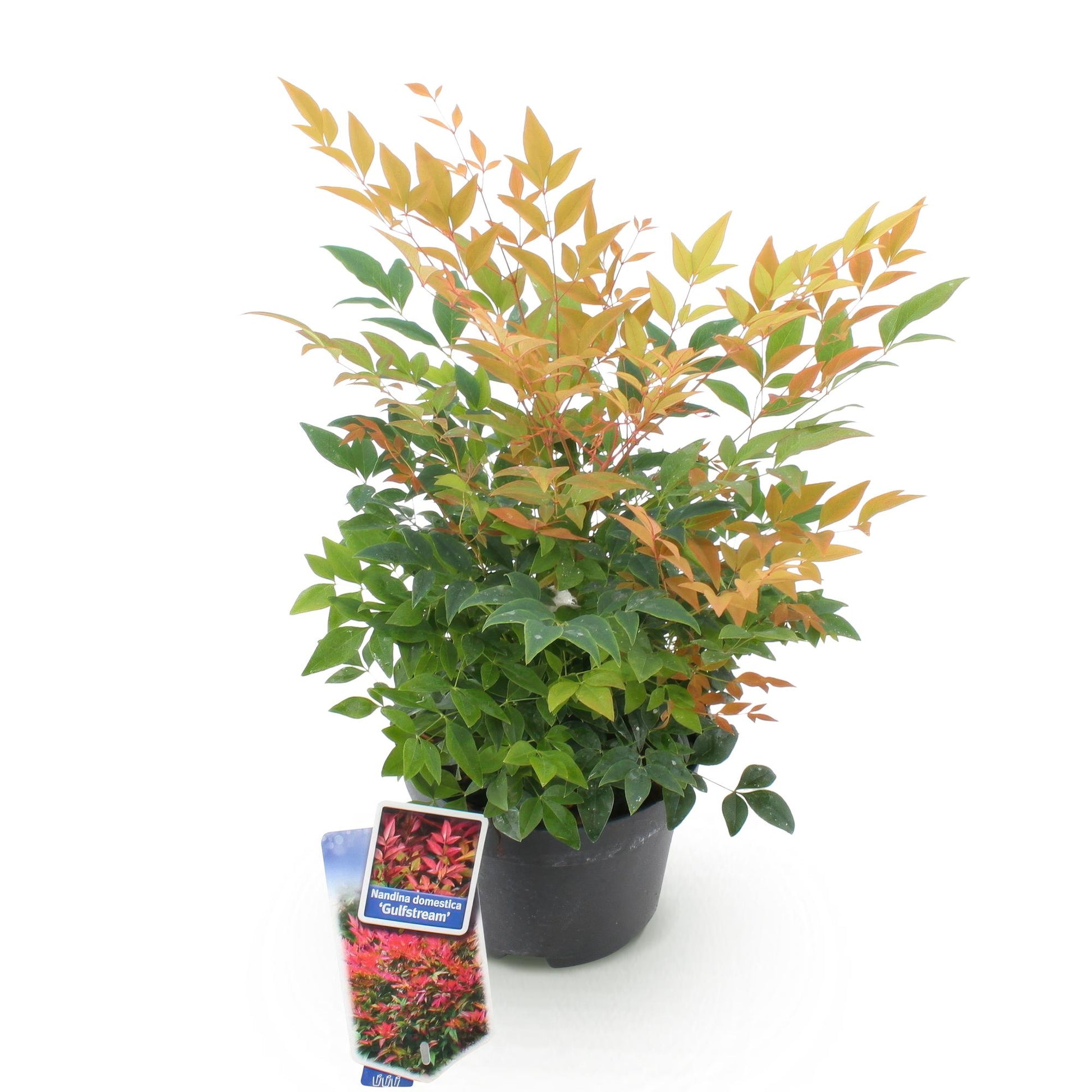 GreenboutiQ - Gartenpflanze - Nandina Gulfstream - Orange - 1 Pflanze - Immergrün - Pflegeleicht - Topf 17cm Höhe 45cm 