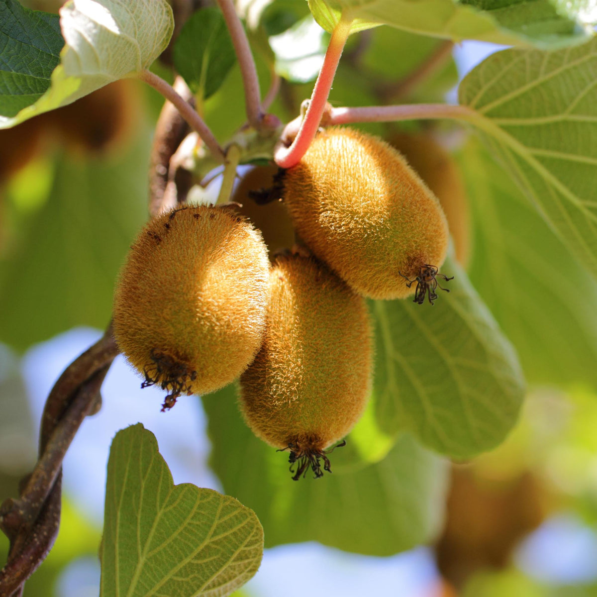 Green boutiQ - Obstpflanze - Actinidia Weiki & Golden Kiwi - Kiwipflanze - 1 Männlich - 1 Weiblich - Pflanzen - Gelb - Topf 15cm - Höhe 50cm 