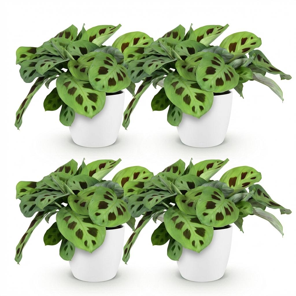 Green boutiQ - Zimmerpflanze - Maranta Fascinator Kerchoveana - Zebrapflanze - Haustierfreundliche Pflanze - Grün - 4 Pflanzen - mit Potter Weiß - Topf 12cm - Höhe 25cm 