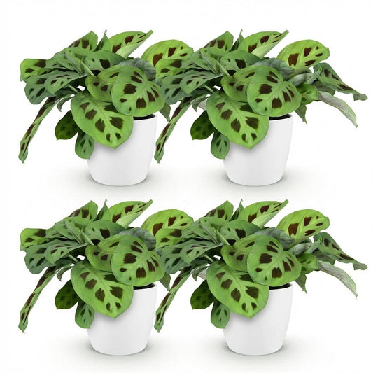 Green boutiQ - Zimmerpflanze - Maranta Fascinator Kerchoveana - Zebrapflanze - Haustierfreundliche Pflanze - Grün - 4 Pflanzen - mit Potter Weiß - Topf 12cm - Höhe 25cm 