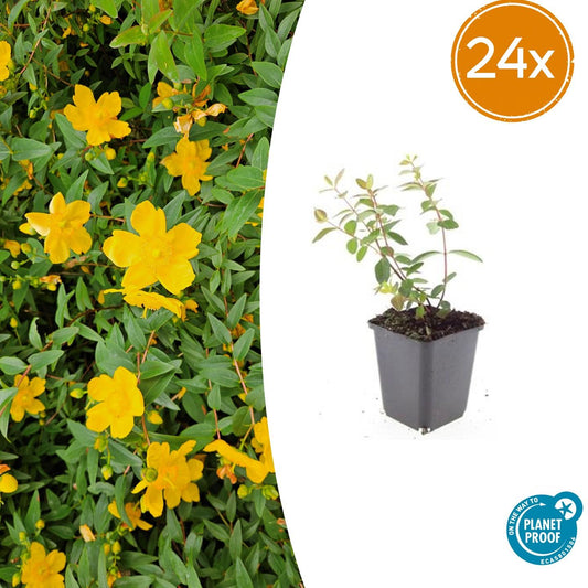 Hypericum dummeri 'Peter Dummer' – 24 Pflanzen – ↕10-25 cm – Ø9 cm – Winterhartes Johanniskraut – Gelbe Blüten – Bodendecker – Pflegeleicht 