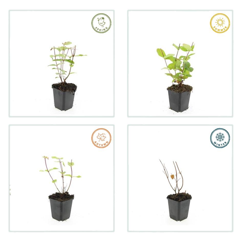 Johanniskraut Hypericum inodorum 'Beauty' – ↕10-25cm – Ø9cm – 12 Pflanzen – Winterharter Strauch für Beete, Bodendecker & Bienenfreundlicher Garten