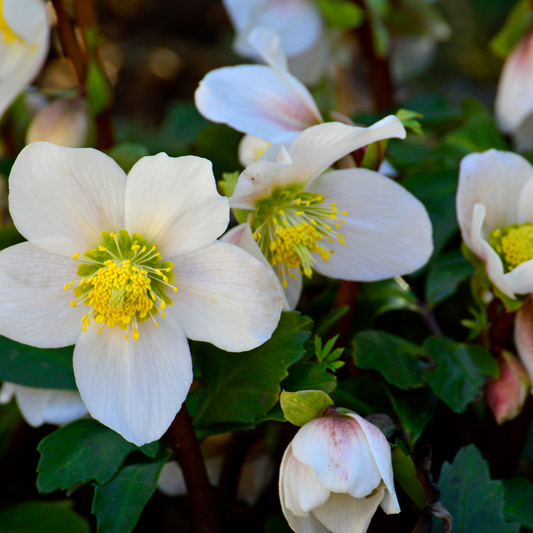 Helleborus orientalis Lenzrose – 12 Pflanzen – Ø9cm – Höhe 10-25cm – Winterharte Staude – Frühe Blüte – Für Schattenbeet & Unterpflanzung