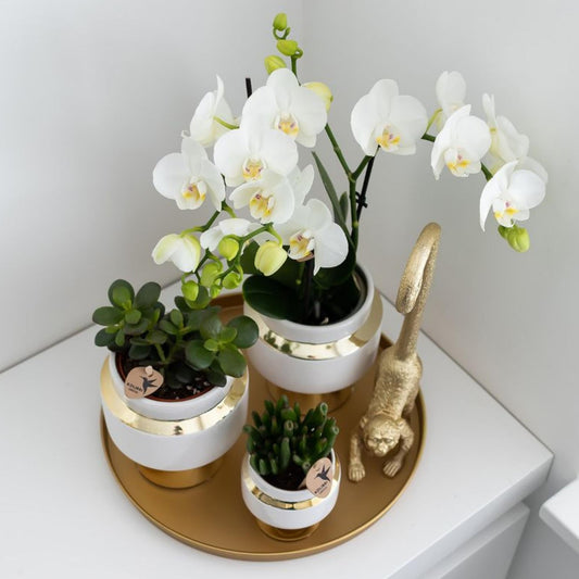 Kolibri Home | Dekorative Tablett - Rundes goldenes Tablett Ø30cm 