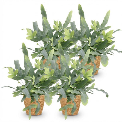 Green boutiQ - Zimmerpflanze - Phlebodium aureum Blue Star - Blaue Farn - Haustierfreundliche Pflanze - Blau - 4 Pflanzen - mit Korb - Topf 12cm - Höhe 25cm 