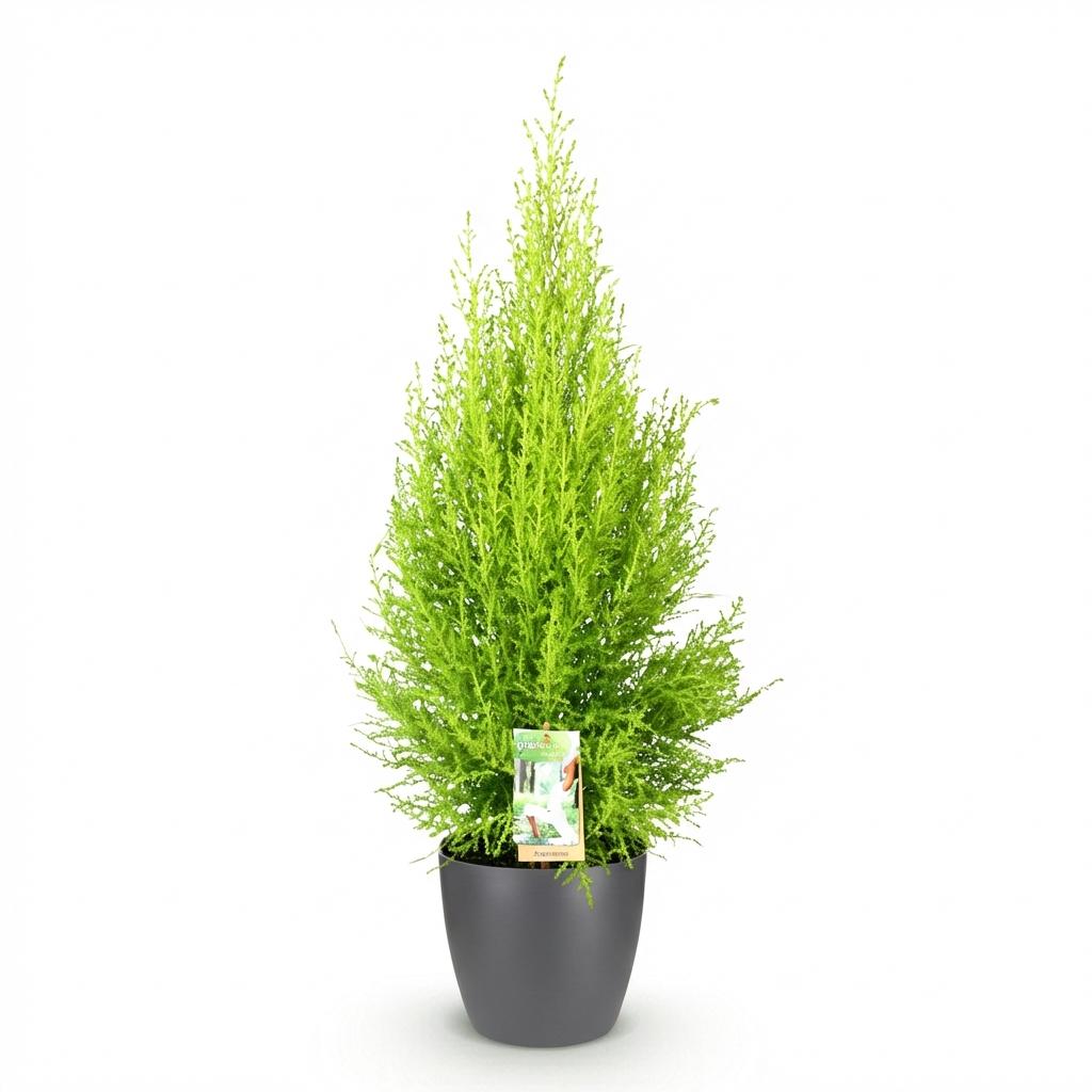Green boutiQ - Zimmerpflanzen - Cupressus Gold Crest Wilma - Zimmerkonifere - Wenig Pflege - Grün - 1 Pflanze - mit Potter Grau - Topf 21cm - Höhe 85-95cm 