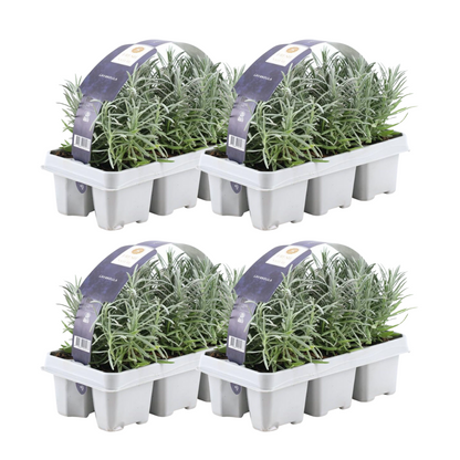 Echter Lavendel - Lavender angustifolia - Ø7 cm - ↕15 cm - 24 Stück