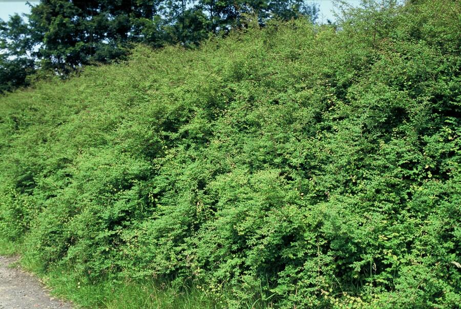 Symphoricarpos chenaultii 'Hancock' – Niedrige Purpurbeere – 60 Pflanzen – Ø9cm – ↕10–25cm – Bodendecker & Zierstrauch – Weißblühend mit Herbstbeeren – Winterhart