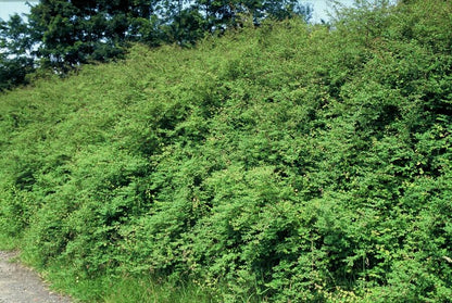 Symphoricarpos chenaultii 'Hancock' – Niedrige Purpurbeere – 60 Pflanzen – Ø9cm – ↕10–25cm – Bodendecker & Zierstrauch – Weißblühend mit Herbstbeeren – Winterhart