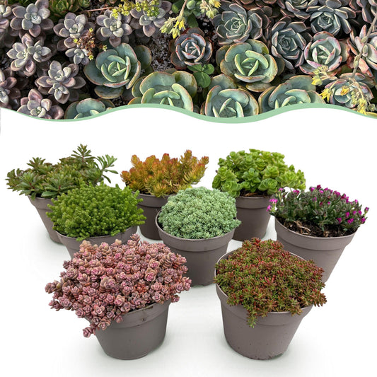 Green boutiQ - Bodembedekker - Winterhard - Alpine Mix - 8 Planten - Diversen Kleuren  - Weinig Onderhoud - Pot 14 Hoogte 17 
