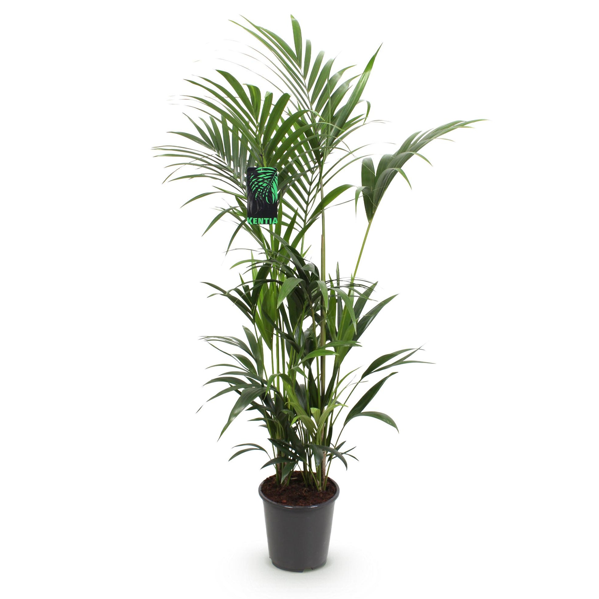 Howea Forsteriana – Kentia-Palme – 160–170cm – 27cm – Pflegeleichte, elegante Zimmerpalme mit fiederartigen Wedeln – Tropisches Highlight für Wohn- und Arbeitsbereiche 