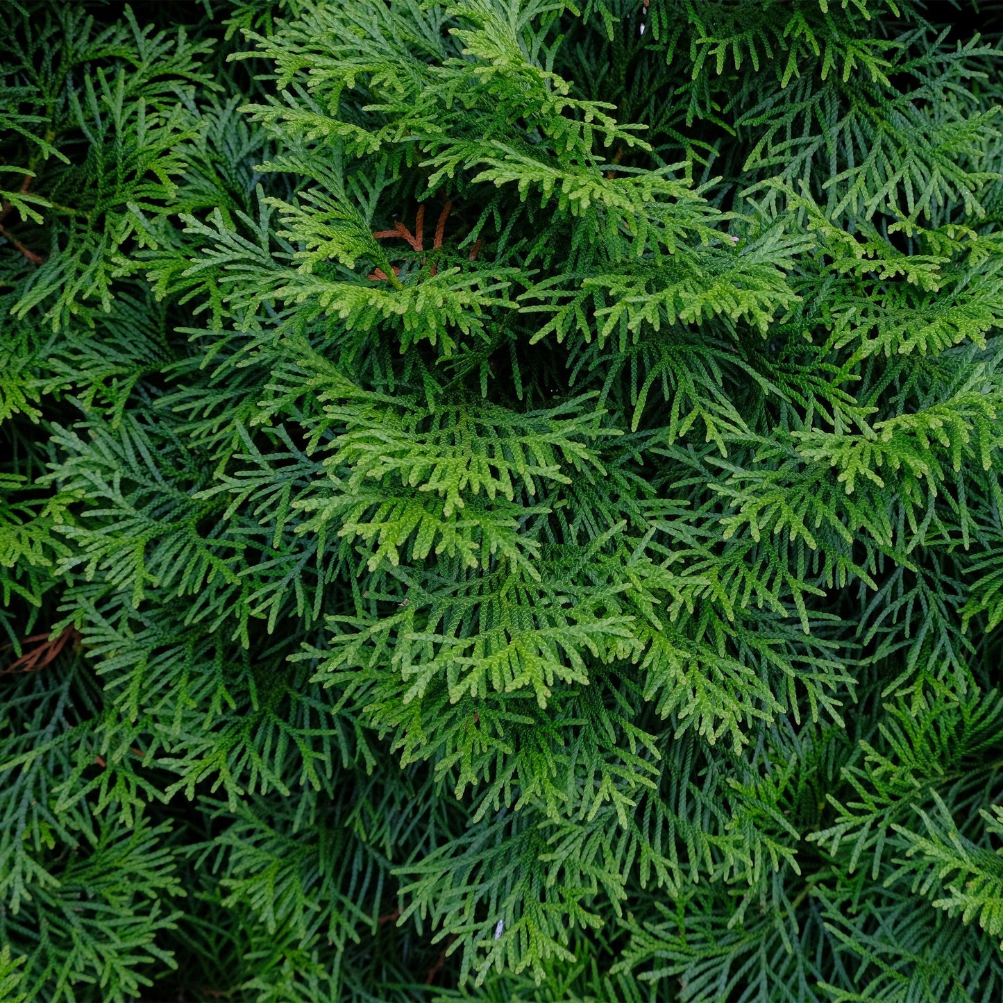 Lebensbaum Thuja occidentalis Smaragd – Immergrüne Heckenpflanze – 6 Pflanzen – 17 cm x H60 cm – Dichte, grüne Hecke 