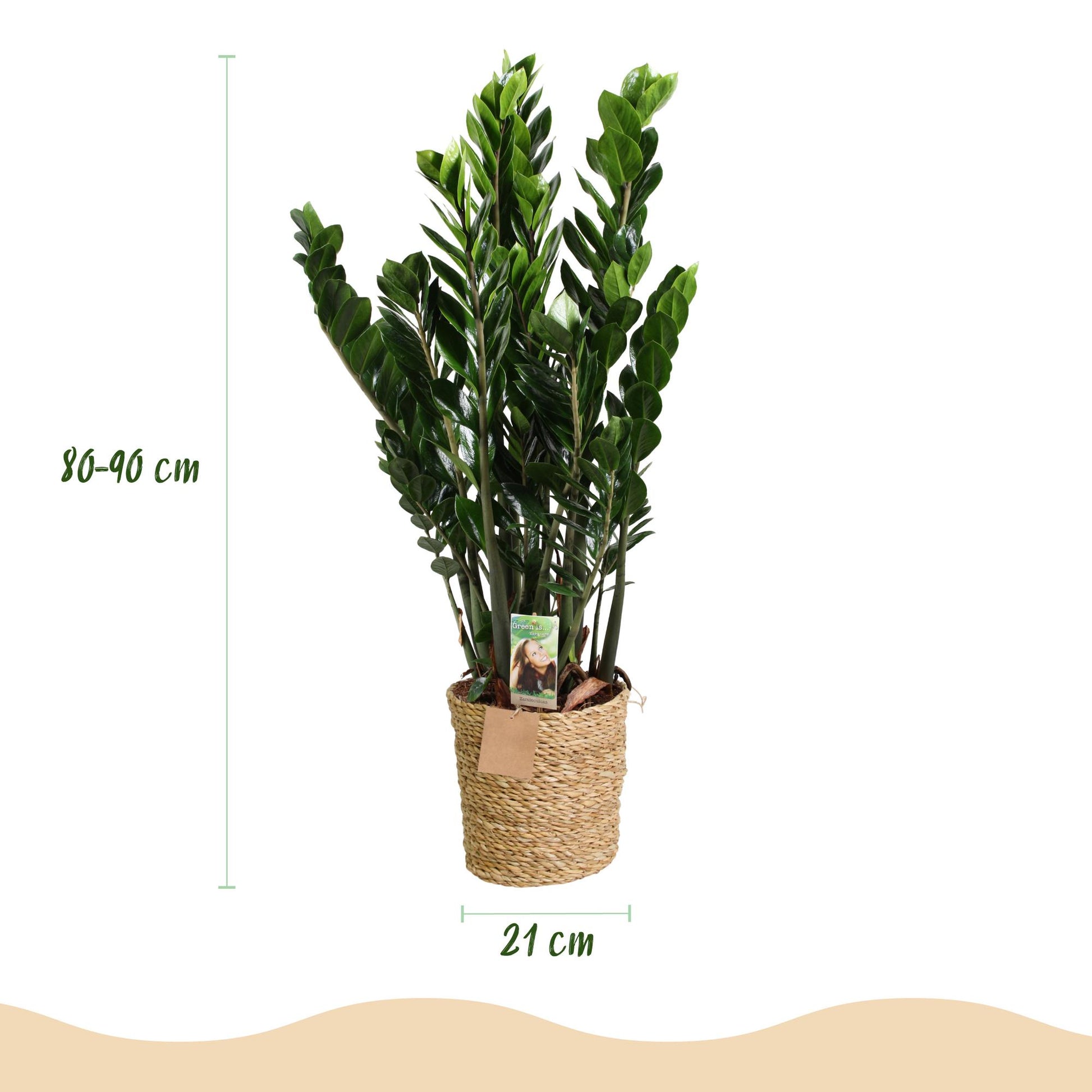 Green boutiQ - Zimmerpflanzen - Zamioculcas - ZZ-Pflanze - Wenig Pflege - mit Korb - Grün - 1 Pflanze - Topf 21cm - Höhe 80-90cm 