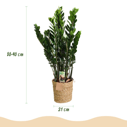 Green boutiQ - Zimmerpflanzen - Zamioculcas - ZZ-Pflanze - Wenig Pflege - mit Korb - Grün - 1 Pflanze - Topf 21cm - Höhe 80-90cm 