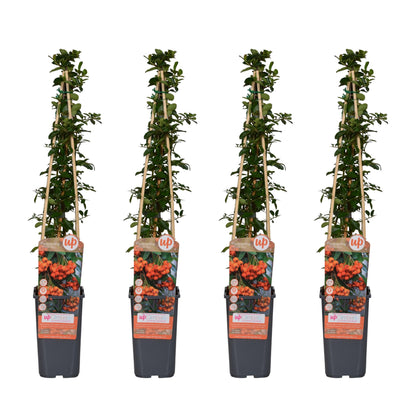 Feuerdorn - Pyracantha 'Orange Glow' - ↨65cm - Ø15cm - 4 Stück