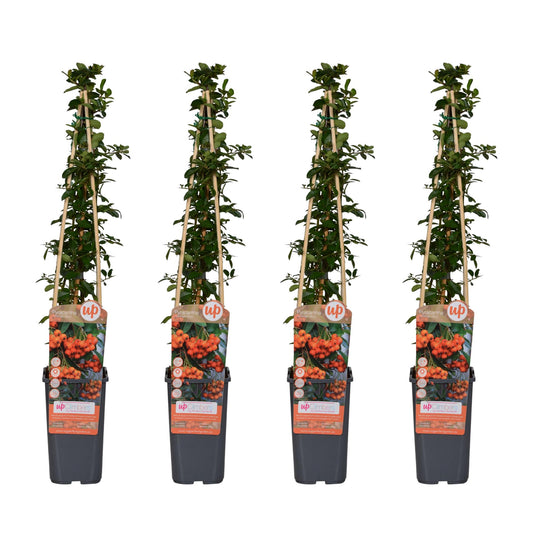 Feuerdorn - Pyracantha 'Orange Glow' - ↨65cm - Ø15cm - 4 Stück