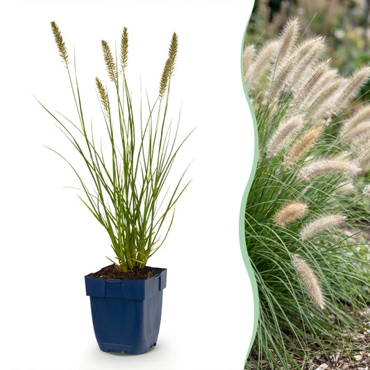Lampenputzergras 'Hameln' – Pennisetum alopecuroides 'Hameln' – Topf Ø11cm – Bienenfreundliche Staude für Garten & Balkon