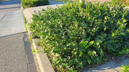 Euonymus fortunei 'Coloratus' – winterharter Zierstrauch – 24 Pflanzen – Bodendecker – Ø9cm – ↕10–25cm – purpur-rosa Beeren – pflegeleicht – vielseitig 