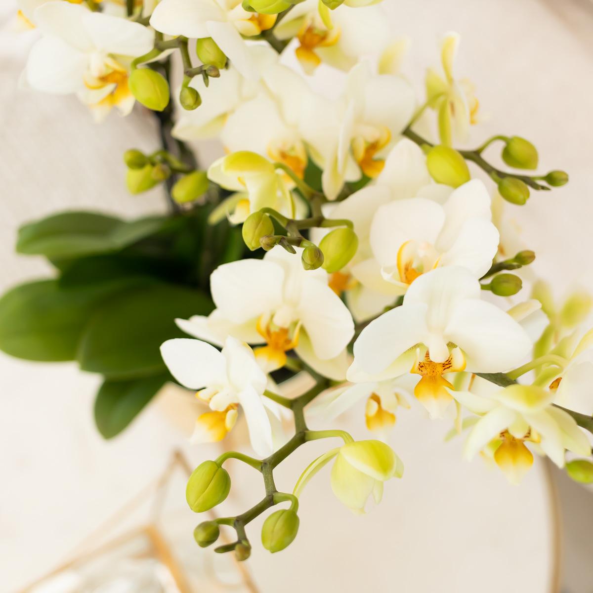 Phalaenopsis Orchidee „Lausanne“ – Weiß – Ø9cm – Zimmerpflanze mit 3 Blütentrieben – Pflegeleicht & elegant – Aus der Blossom-Kollektion 
