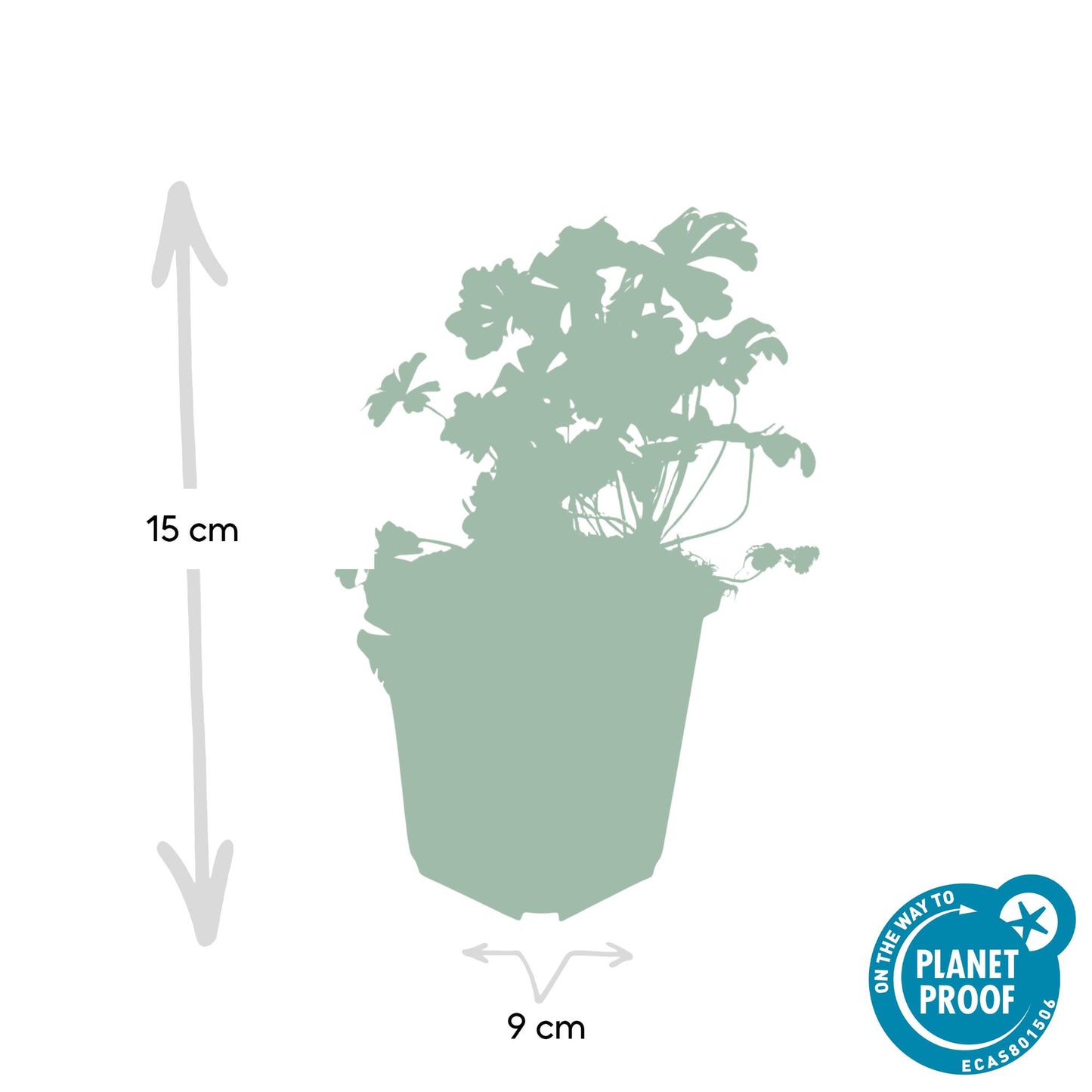 Cambridge Storchschnabel – Geranium cantabrigiense 'Biokovo' – ↑10-25cm – Ø9cm – 12 Pflanzen – Bodendecker, weiß-rosa Blüten, pflegeleicht & winterhart