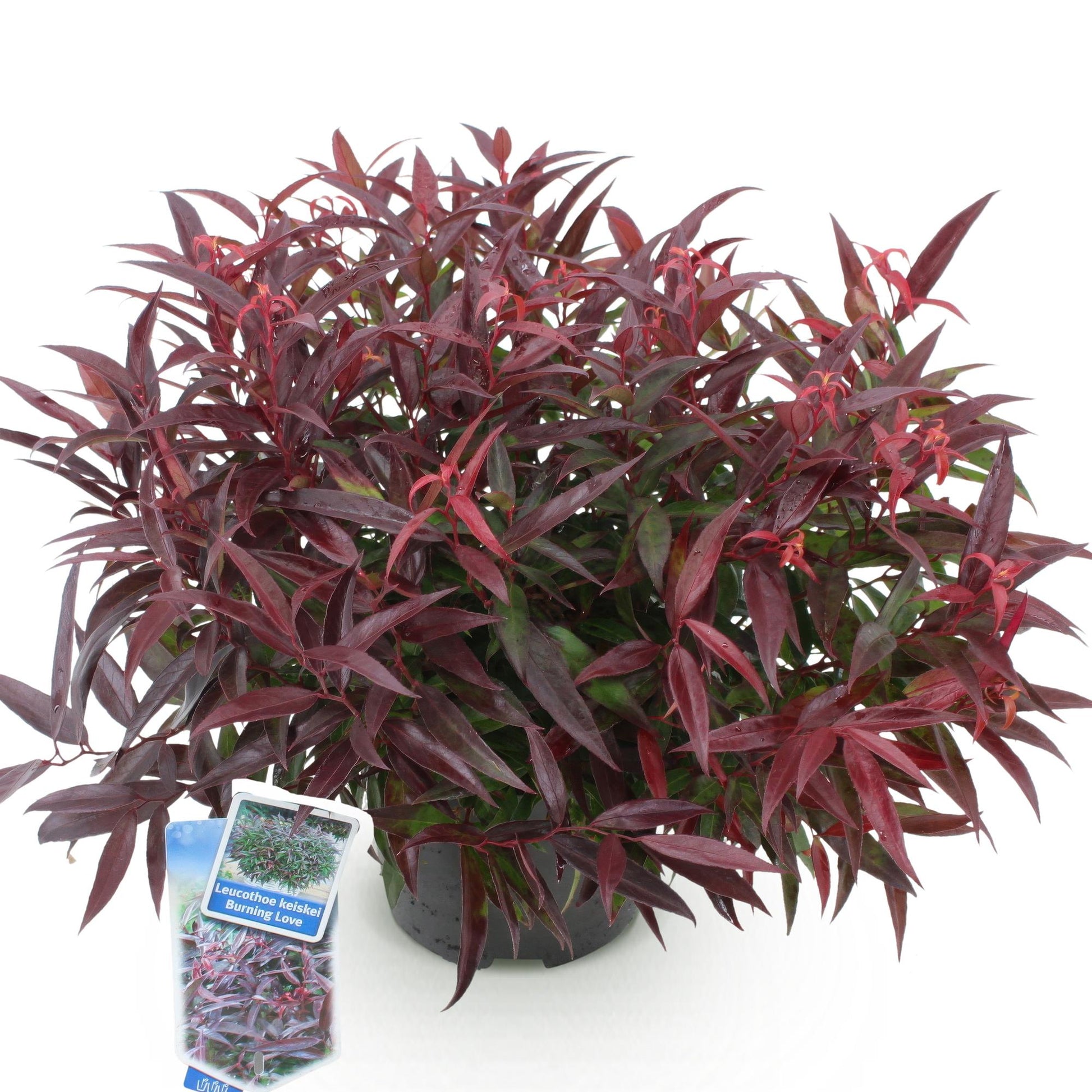 GreenboutiQ - Gartenpflanze - Leucothoe Burning Love - Rot - 1 Pflanze - Immergrün - Wenig Pflege - Topf 17cm Höhe 45cm 