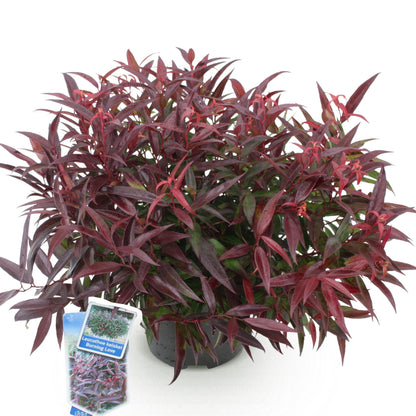 GreenboutiQ - Gartenpflanze - Leucothoe Burning Love - Rot - 1 Pflanze - Immergrün - Wenig Pflege - Topf 17cm Höhe 45cm 