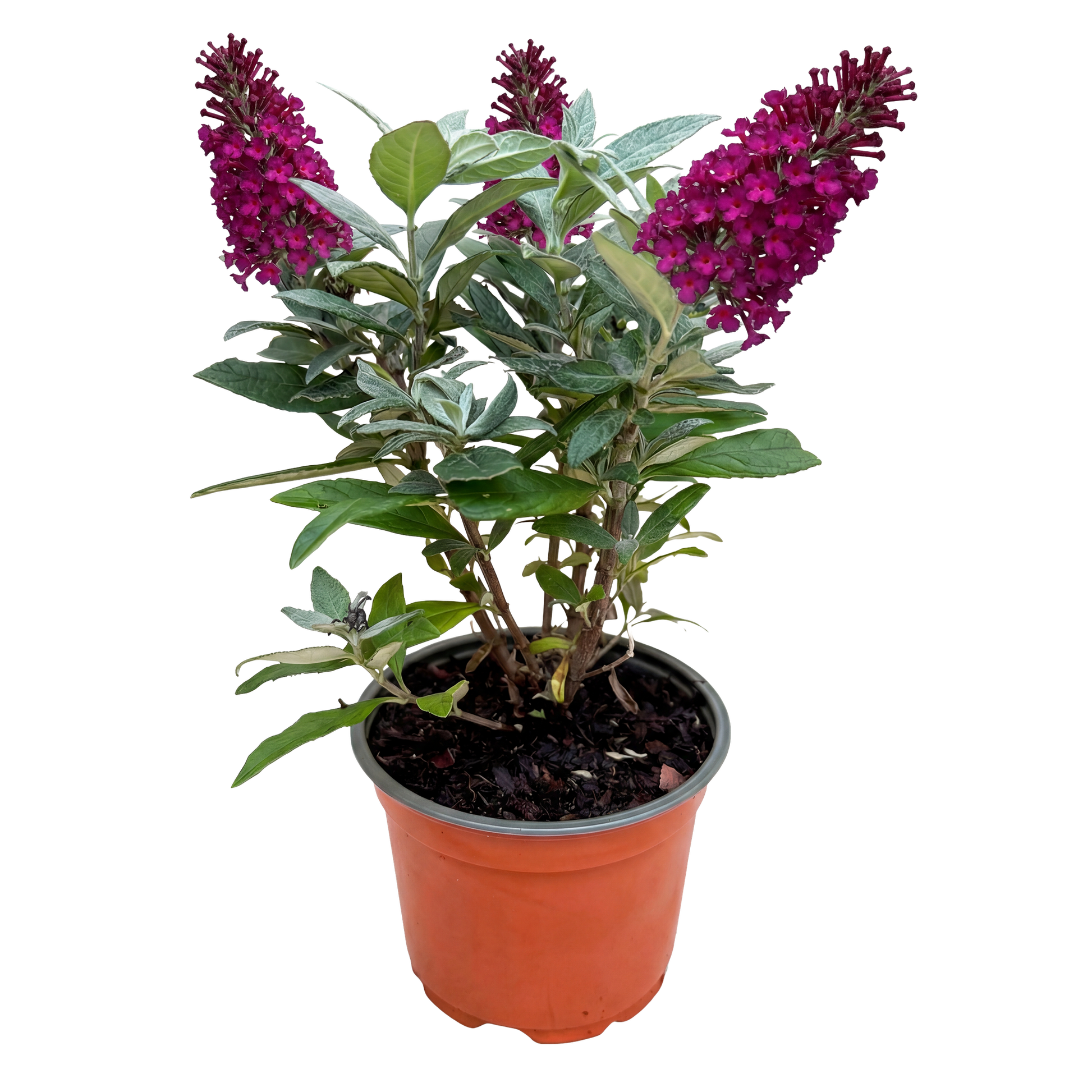 Green boutiQ - Gartenpflanze - Buddleja davidii Butterfly Candy Little Ruby - Schmetterlingsstrauch - Kompakt - Rot - 1 Pflanze - Topf 12cm - Höhe 20-25cm 