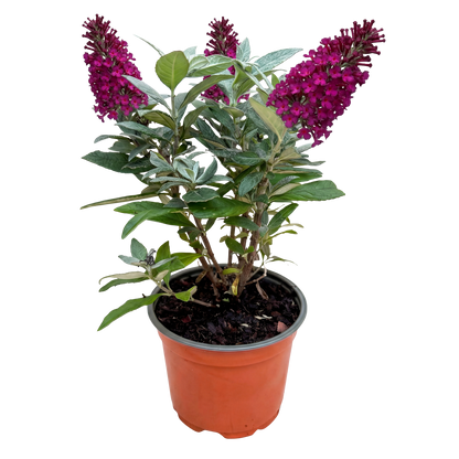Green boutiQ - Gartenpflanze - Buddleja davidii Butterfly Candy Little Ruby - Schmetterlingsstrauch - Kompakt - Rot - 1 Pflanze - Topf 12cm - Höhe 20-25cm 
