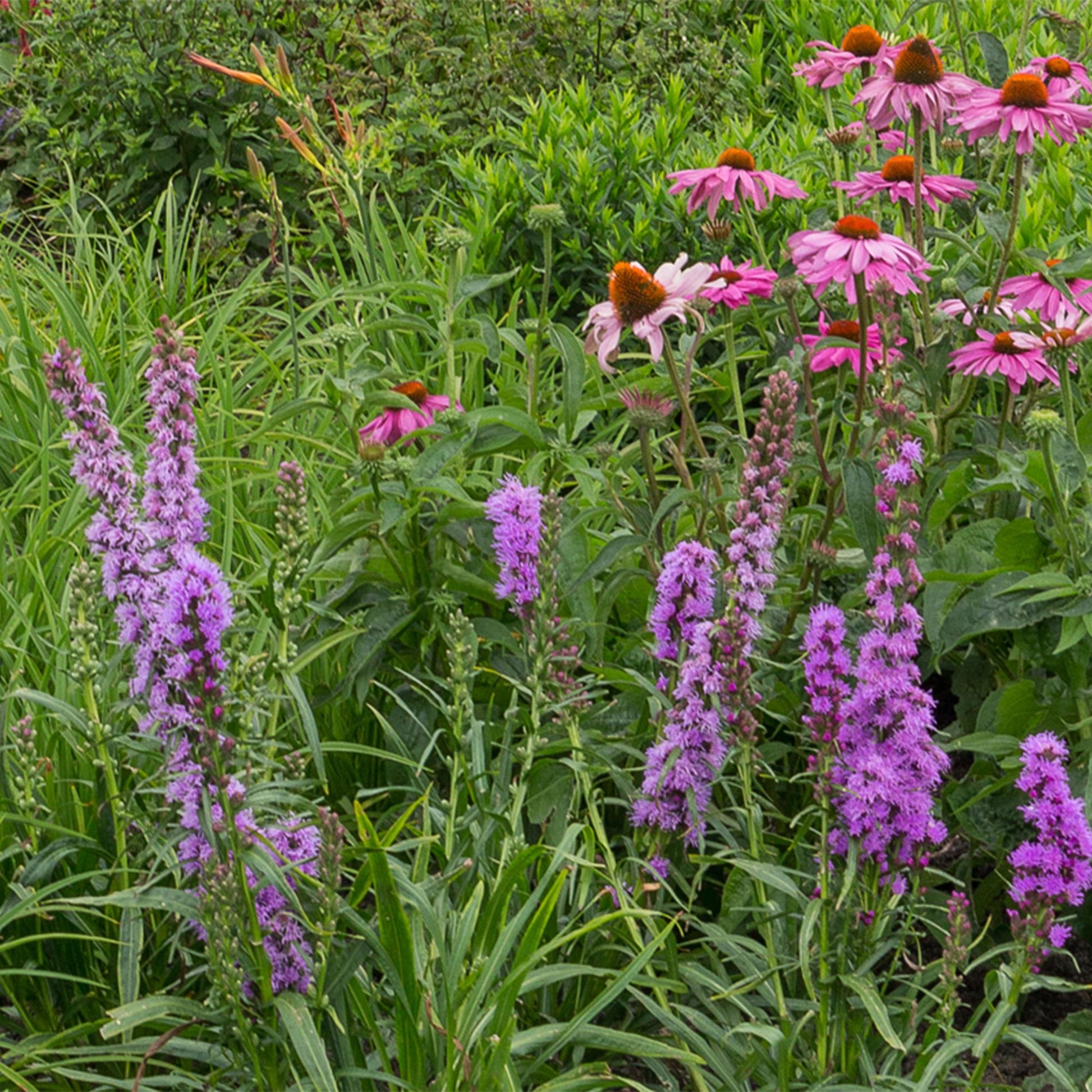 Staudenset Bienen- & Schmetterlingsfreundlich – 24 Stauden – Für 3 m² – Bunte Blütenpracht – Pflegeleicht – Ø11cm – Biodiverser Garten 