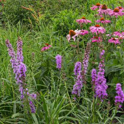 Staudenset Bienen- & Schmetterlingsfreundlich – 24 Stauden – Für 3 m² – Bunte Blütenpracht – Pflegeleicht – Ø11cm – Biodiverser Garten 