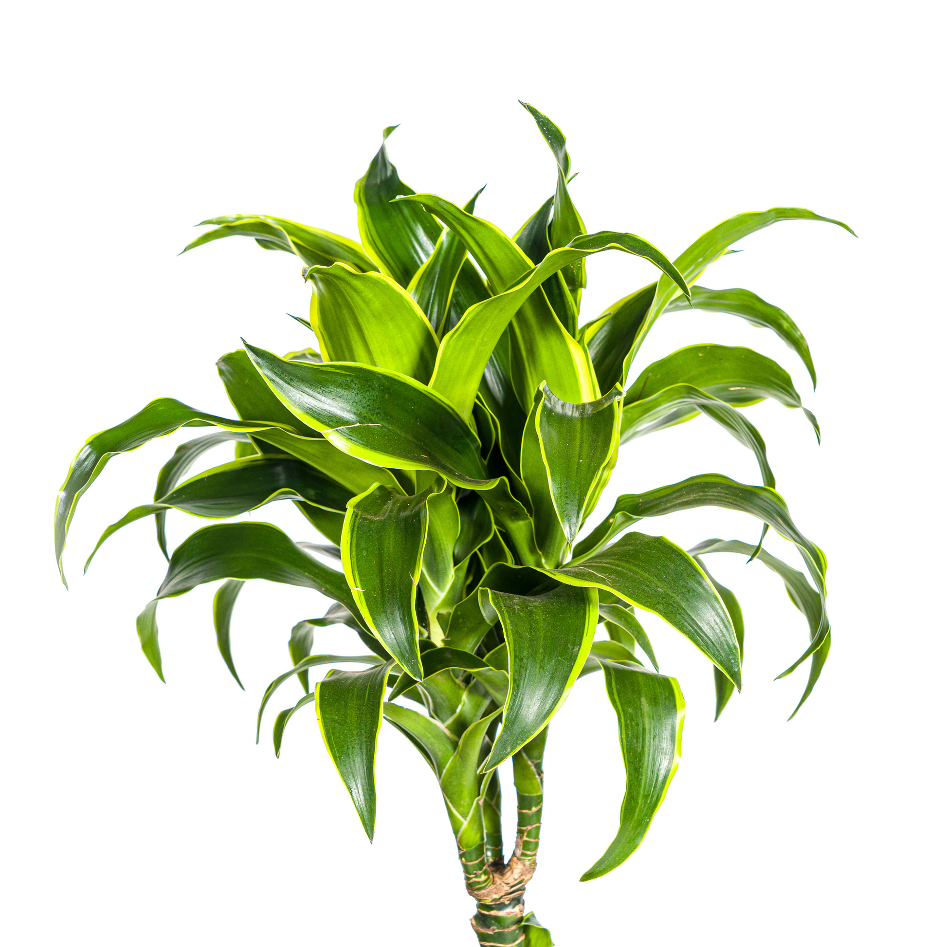 Dracaena Deremensis Dorado mit Korb Ø24cm - ↕120 - 140cm 
