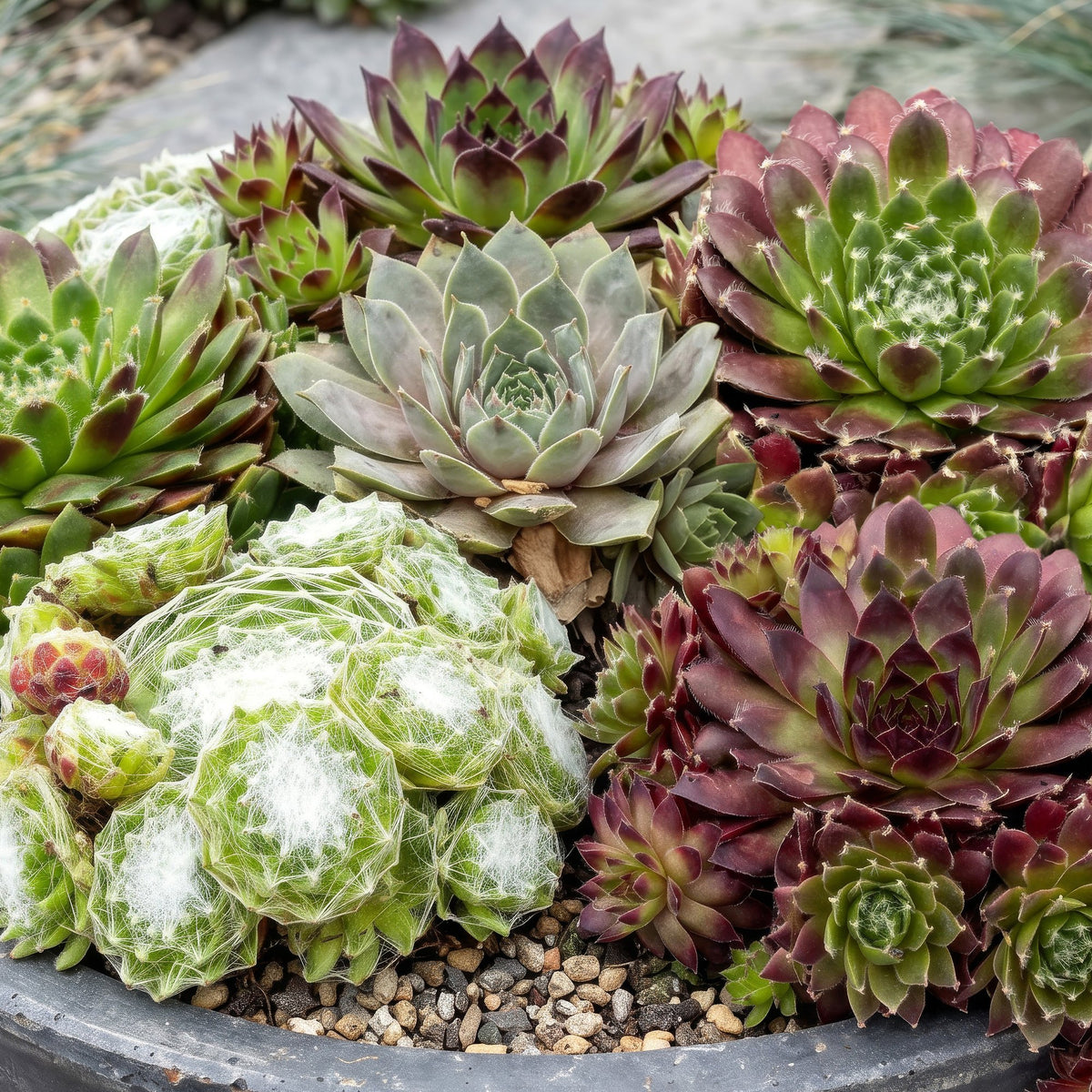 Hauswurz 'Big Sam' – Sempervivum 'Big Sam' – 6 Pflanzen – Topf Ø7cm – Höhe 10-12cm