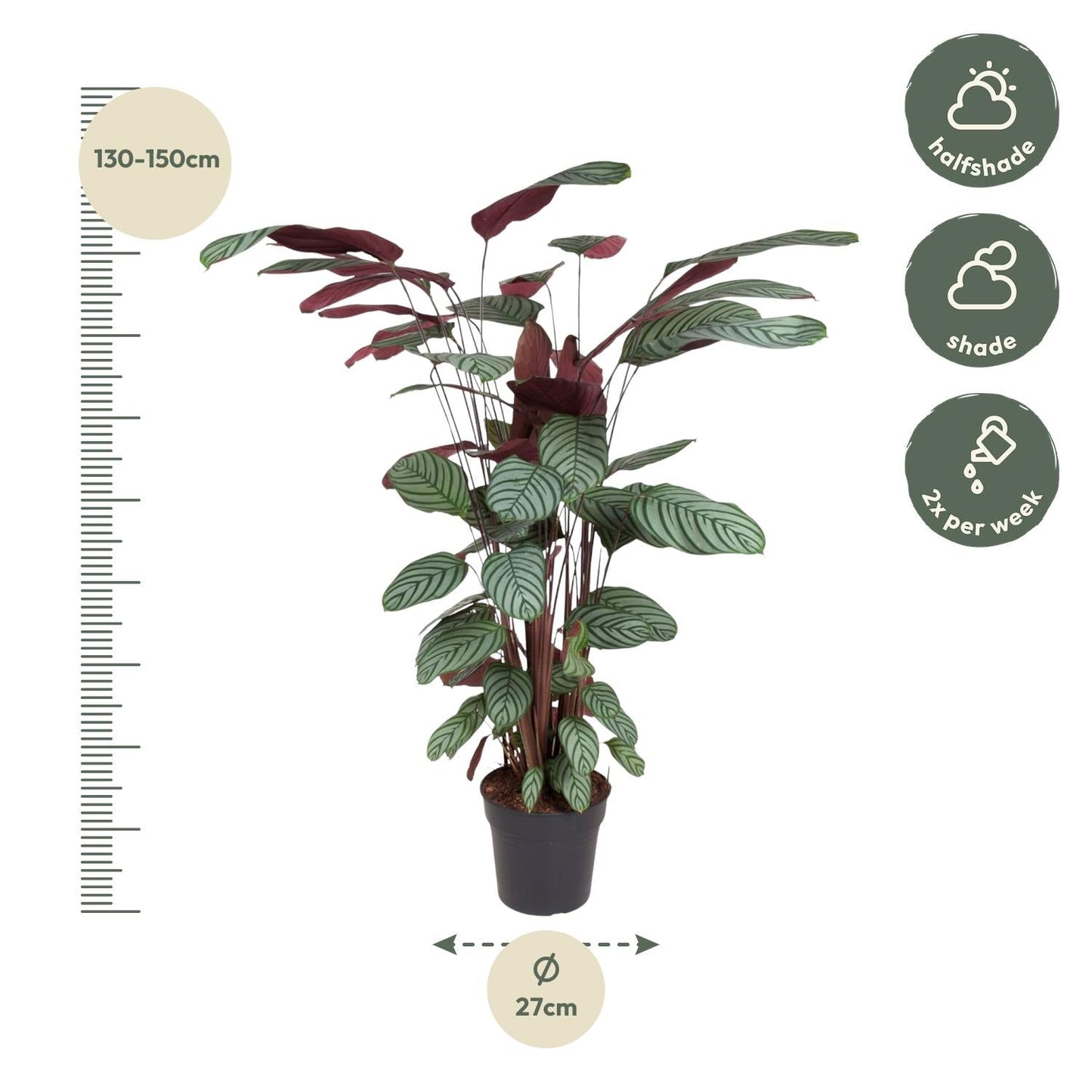 Korbmarante - Calathea Oppenheimiana – Zimmerpflanze – Ø27cm – ↕130cm – Exotisches Blattmuster & violette Unterseite – Pflegeleicht & luftreinigend 