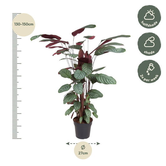 Korbmarante - Calathea Oppenheimiana – Zimmerpflanze – Ø27cm – ↕130cm – Exotisches Blattmuster & violette Unterseite – Pflegeleicht & luftreinigend 