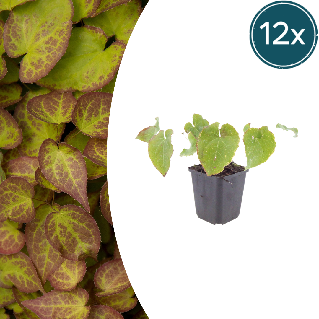 Elfenblume Epimedium perralchicum Frohnleiten – 12 Pflanzen – Wintergrüne Staude für Schatten & Halbschatten – Bodendecker für Garten & Beet – 10-25cm – Ø9cm – Pflegeleicht