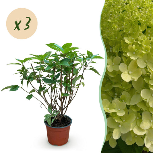 Green boutiQ - Gartenpflanze - Hydrangea panniculata Limelight - Schneeballhortensie - Winterhart - Limettengrün - 3 Pflanzen - Topf 12cm - Höhe 20-30cm 