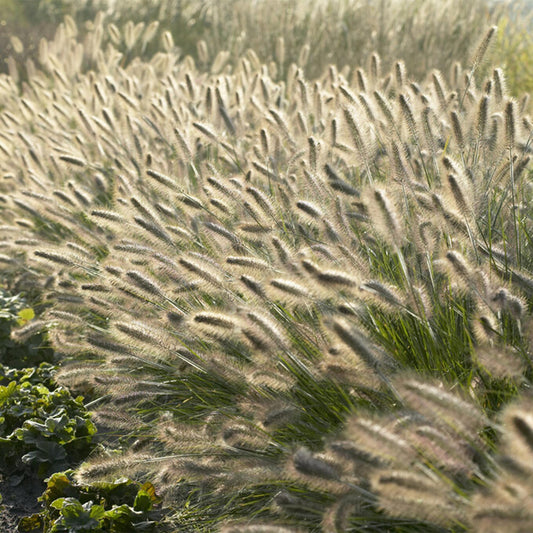 Pennisetum alopecuroides 'Hameln' – 48 Pflanzen – ↕10-25cm – Ø9cm – Ziergras mit cremigen Blütenähren – Winterhart & pflegeleicht