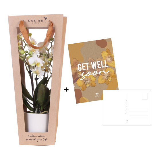 Kolibri Orchids | Pflanzengeschenk gute Besserung | Lausanne-Orchidee mit Topf, Karte & Geschenktasche 