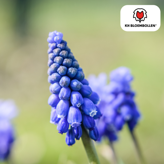 Muscari ‘Bleu Moon’ – Traubenhyazinthen – 20 Blumenzwiebeln – ↕15-20cm – große blau-violette Blüten – Frühlingsblüher für Beete, Töpfe & Steingärten 
