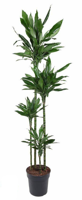 Dracaena Janet Lind XXL - 180cm 