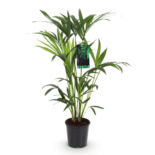 Howea Forsteriana – Kentia-Palme – 80–85cm – 19cm – Pflegeleichte Zimmerpalme mit eleganten Wedeln – Tropische, luftreinigende Grünpflanze für stilvolle Wohnräume 