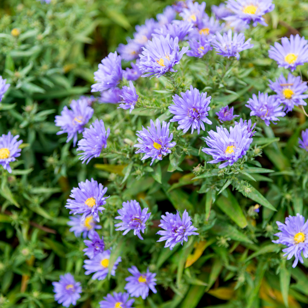 Sommeraster Aster frikartii Mönch – 48 Pflanzen – 10-25cm – Ø9cm – Langblühende Staude für sonnige Beete – Bienenfreundliche Gartenpflanze – Herbstblüher