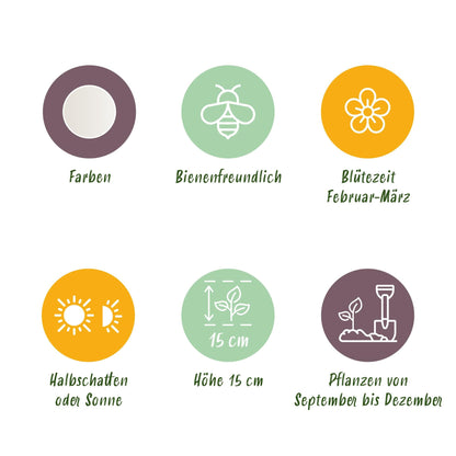 GreenboutiQ - Blumenzwiebeln - Galanthus Elwesii - Farbe Weiß - 25 Stück - Zwiebelgröße 5/6 - XXL Pack 